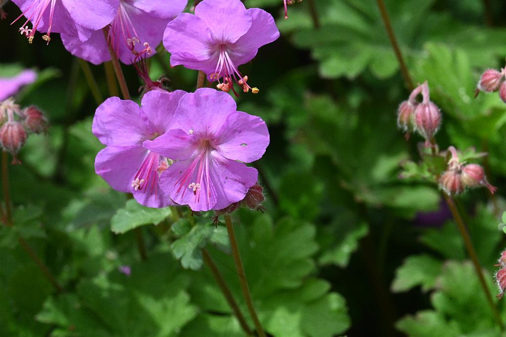 2025-06018791 Acton Arboretum, MA.JPG - Geranium (Geranium macrorrhizum). Acton Arboretum, MA, 6-1-2025